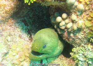 Green Moray Eel taken in San Pedro Belize by Daniel Waldman 